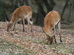 Zoo Lyon + Safari Peaugres febrer 2011 813 Zoo Lyon + Safari Peaugres febrer 2011 813