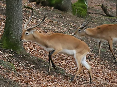 Zoo Lyon + Safari Peaugres febrer 2011 830 Zoo Lyon + Safari Peaugres febrer 2011 830