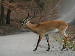 Zoo Lyon + Safari Peaugres febrer 2011 823 Zoo Lyon + Safari Peaugres febrer 2011 823