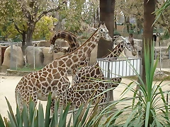 Zoológico 04-03-06 093 Zoológico 04-03-06 093