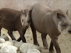 Zoológico 04-03-06 142 Zoológico 04-03-06 142