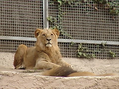Zoológico 04-03-06 154 Zoológico 04-03-06 154