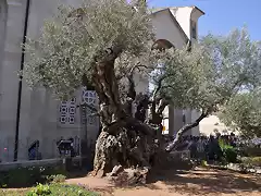 olivo getsemani