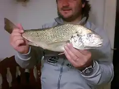 Corvina Necochea