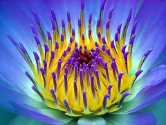 Electric, Water Lily Electric, Water Lily