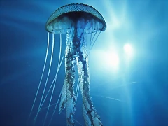 Electric Jellyfish Electric Jellyfish