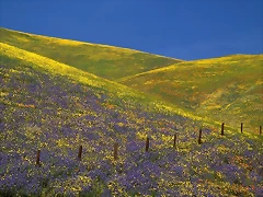 Elysian Fields, Gorman, California Elysian Fields, Gorman, California