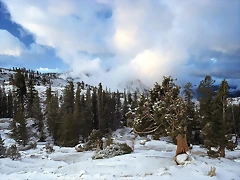 Early Snow Tree Huddle, Sierra Nevada, California Early Snow Tree Huddle, Sierra Nevada, California