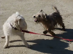 ODIN66 ODIN66