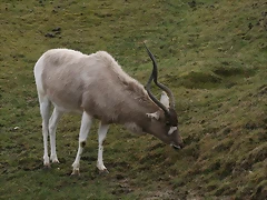 Zoo Lyon + Safari Peaugres febrer 2011 621 Zoo Lyon + Safari Peaugres febrer 2011 621