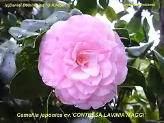 Contessa Lavinia Maggi