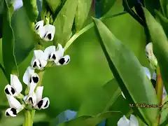 04, flor de las habas, marca