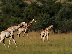 Pilanesberg National Park 30-3-09 280 Pilanesberg National Park 30-3-09 280