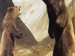 el_oso