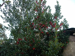 DSCN7968 DSCN7968