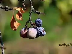 12, ciruelas pasadas, marca