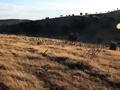 ovejas al atardecer