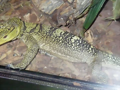 Varanus olivaceus (2-7-16 Zoo de San Diego) Varanus olivaceus (2-7-16 Zoo de San Diego)