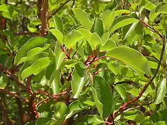 Arbutus andrachne (5)