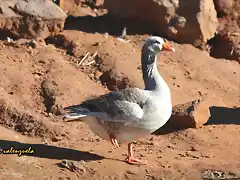 23, pato tomando el sol, marca