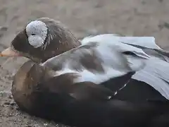 EIDER DE ANTEOJOS, Somateria fischeri