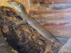 Varanus mertensi (16-6-13 Terarium Praha, Dubeč) Varanus mertensi (16-6-13 Terarium Praha, Dubeč)