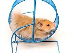 HAMSTER