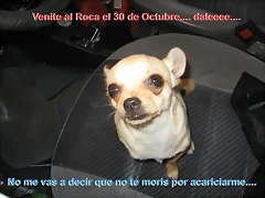 chihuahua-1