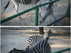 atac_zebra2 atac_zebra2
