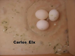 17-1-11 (Kitty y Caramelo)