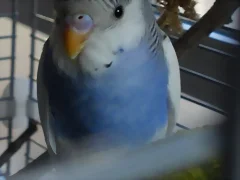 Caramelo2 Caramelo2