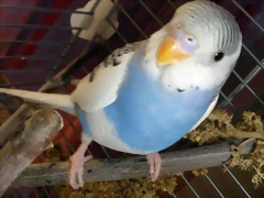 Caramelo3 Caramelo3