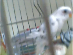 BLANQUITO