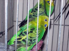 PERICOS