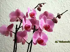 08, orqudeas para el cristo, marca