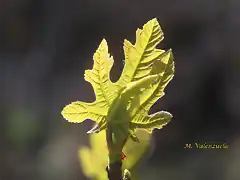 13, hoja de higuera, marca