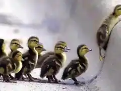 patitos