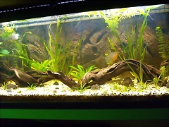 Urna 120 lts con gouramis (Small)