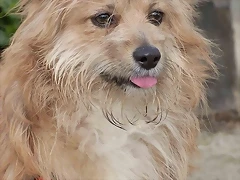 lilu4 lilu4