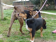 golfo4 golfo4