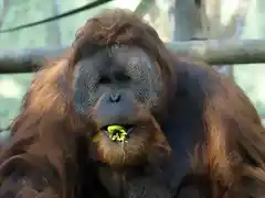 orangutan Sumatra macho