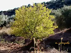 24, hojas llenas de luz, marca