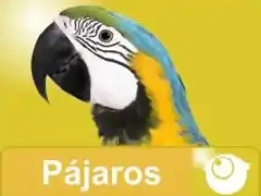 pajaros web