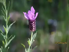 014, flor del cantueso, marca