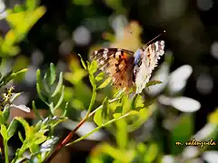 028, mariposa, en el sumidero, marca