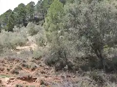 3terreno de al lado con olivos