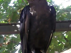 Corvus albicollis 3 (15-8-13 Zoo de Praga)