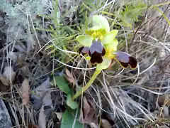 Ophrys fusca