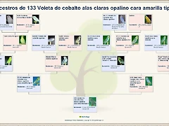 Ancestros de 133 Voleta de cobalto alas claras opalino cara amarilla tipo I_zpsub95it81