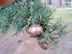 Conos cupressus macrocarpa